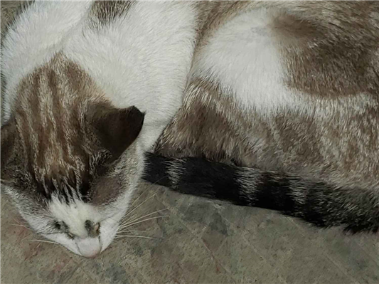 Cachorro cão para adoção Fêmea Grande 2 anos 