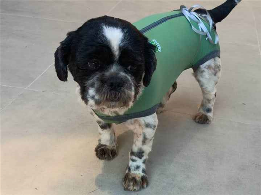 Cachorro cão para adoção Macho Pequeno 2 anos 