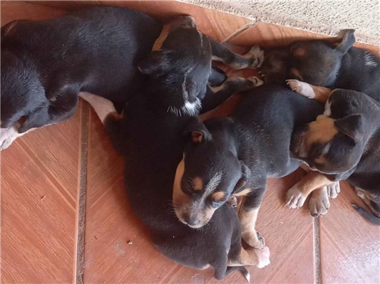 Cachorro cão para adoção Ambos Médio  Abaixo de 2 meses 
