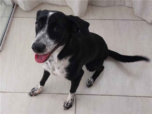 Cachorro cão para adoção Fêmea Médio  7 a 11 meses 