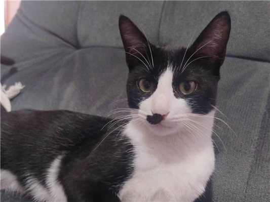 Gato para adoção Macho Pequeno 2 a 6 meses