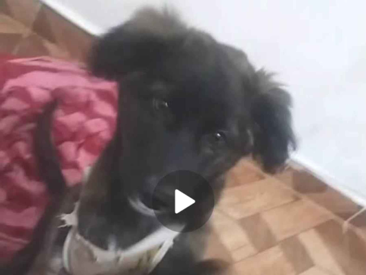Cachorro cão para adoção Fêmea Médio  7 a 11 meses 
