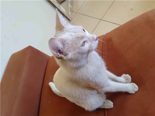 Gato - Macho Médio1 ano