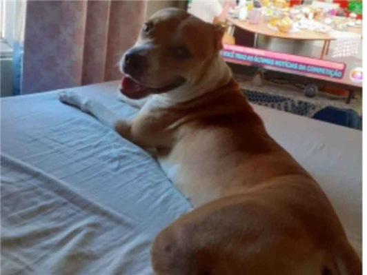 Cachorro cão para adoção Fêmea Grande 3 anos 