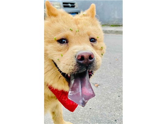 Cachorro cão para adoção Macho Médio  7 a 11 meses 