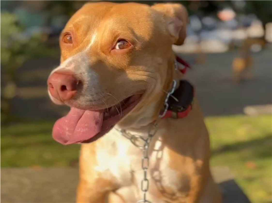 Cachorro cão para adoção Fêmea Médio  3 anos 