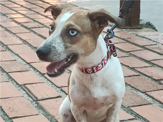 Cachorro cão para adoção Fêmea Pequeno 2 a 6 meses 