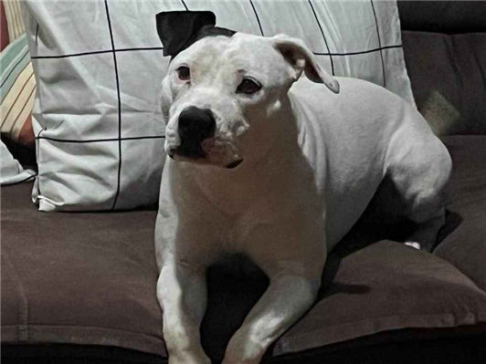 Cachorro cão para adoção Fêmea Grande 2 anos 
