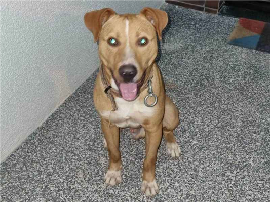 Cao - Macho Médio2 anos