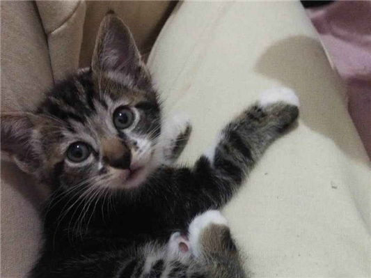 Gato para adoção Ambos Pequeno Abaixo de 2 meses