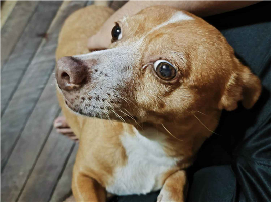 Cachorro cão para adoção Fêmea Pequeno 6 anos Acima 
