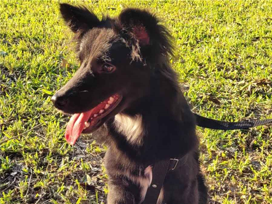 Cachorro cão para adoção Macho Médio  2 anos 