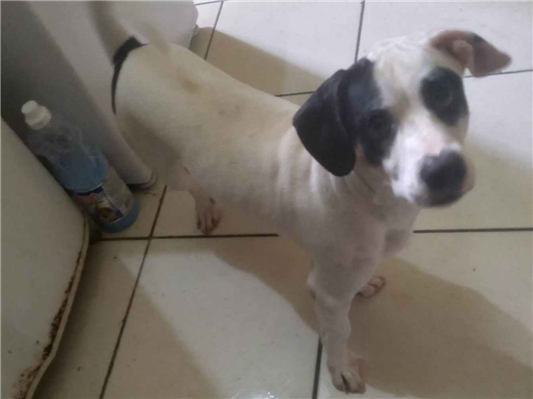 Cachorro cão para adoção Macho Médio  2 anos 