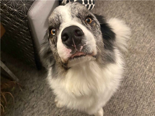 Cachorro cão para adoção Macho Médio  3 anos 