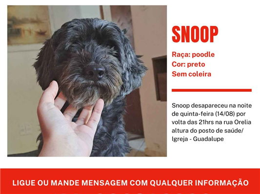 Cao Procura-Perdido Macho Médio 7 a 11 meses 