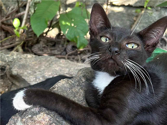 Gato para adoção Macho Médio 7 a 11 meses