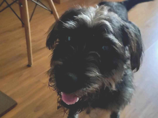Cachorro cão para adoção Macho Médio  2 anos 