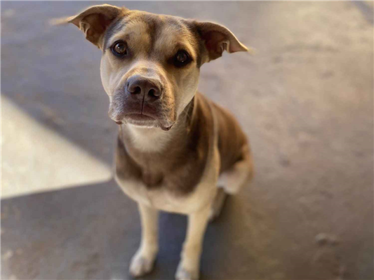 Cachorro cão para adoção Macho Médio  2 a 6 meses 