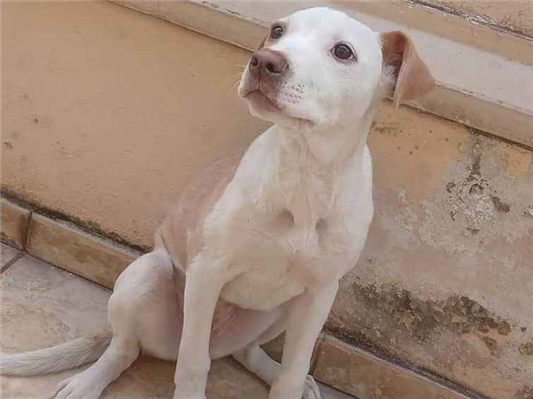 Cao - Fêmea MédioAbaixo de 2 meses