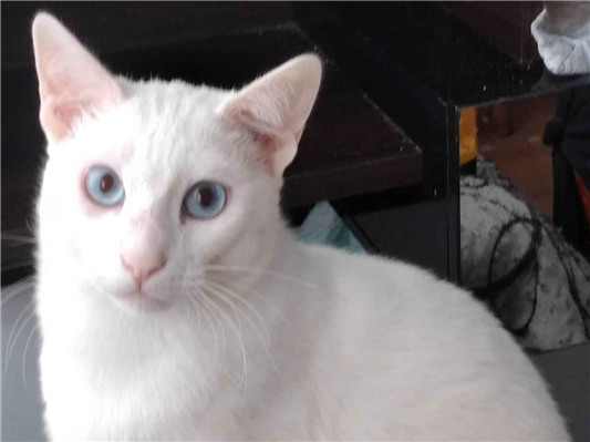 Gato para adoção Macho Médio 2 anos
