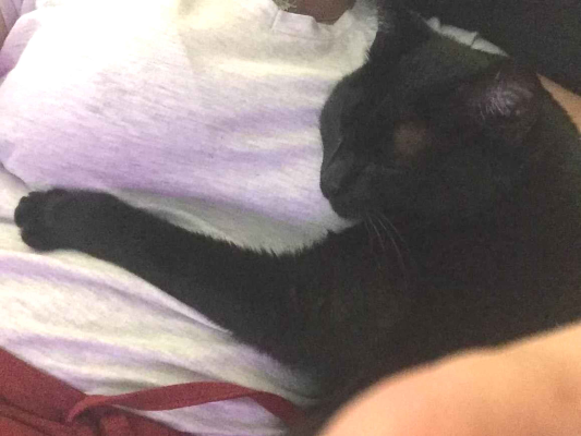 Gato para adoção Fêmea Pequeno 6 anos Acima