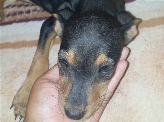 Cachorro cão para adoção Fêmea Médio  2 a 6 meses 