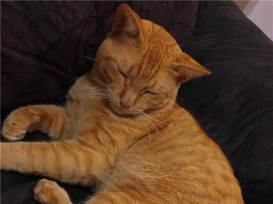 Gato para adoção Macho Médio 1 ano