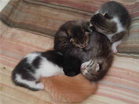 Gato para adoção Ambos Pequeno Abaixo de 2 meses
