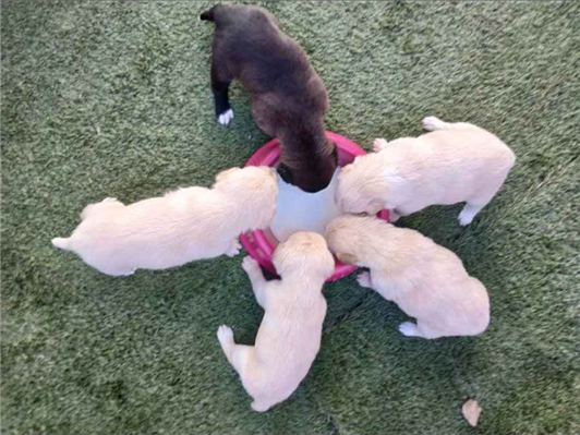 Cachorro cão para adoção Ambos Médio  Abaixo de 2 meses 