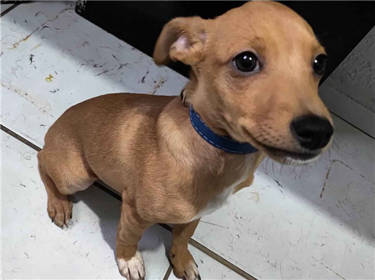 Cachorro cão para adoção Macho Pequeno 2 a 6 meses 