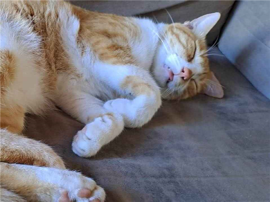 Gato para adoção Macho Médio 3 anos