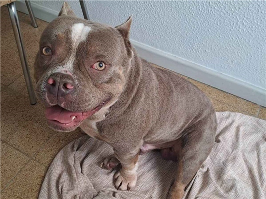 Cachorro cão para adoção Macho Médio  2 anos 