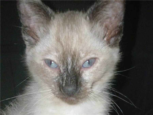 Gato para adoção Fêmea Pequeno 2 a 6 meses