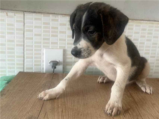 Cachorro cão para adoção Ambos Médio  Abaixo de 2 meses 