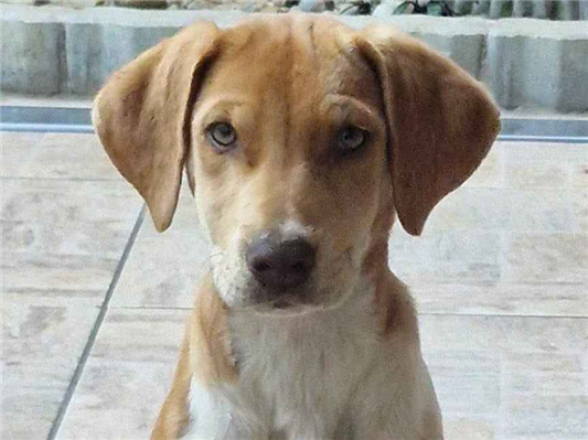 Cachorro cão para adoção Fêmea Médio  2 a 6 meses 