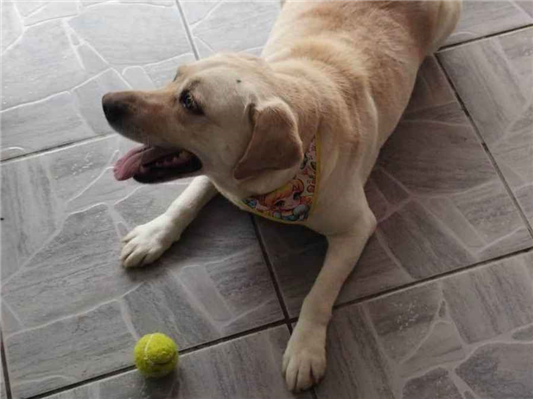 Cachorro cão para adoção Fêmea Grande 6 anos Acima 