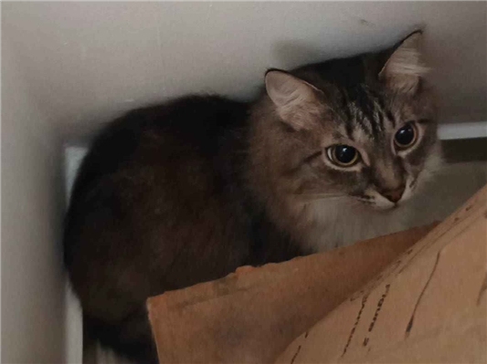 Gato para adoção Fêmea Médio 6 anos Acima