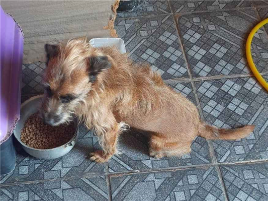 Cao Procura-Perdido Fêmea Pequeno 5 anos 