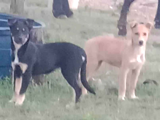 Cachorro cão para adoção Ambos Pequeno 2 a 6 meses 