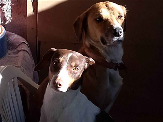 Cachorro cão para adoção Fêmea Médio  4 anos 