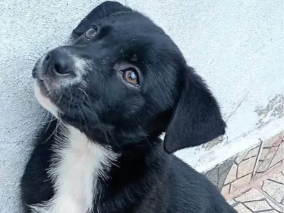 Cao SRD-ViraLata Pequeno 2-a-6-meses