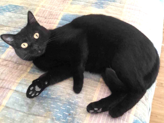 Gato para adoção Fêmea Pequeno 1 ano