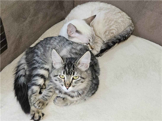 Gato para adoção Fêmea Médio 7 a 11 meses