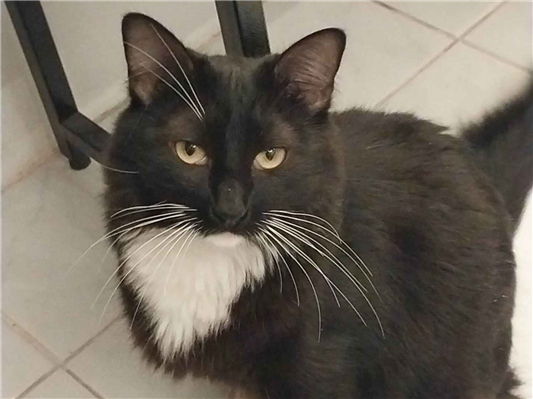 Gato Procura-Perdido Macho Médio 5 anos 