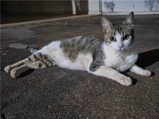 Gato para adoção Fêmea Pequeno 2 anos