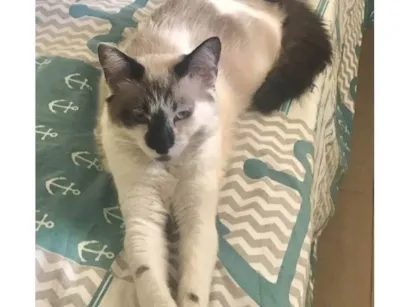 Gato SRD-ViraLata Medio 1-ano