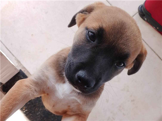 Cachorro cão para adoção Macho Médio  2 a 6 meses 