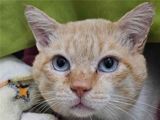 Gato para adoção Macho Pequeno 2 anos