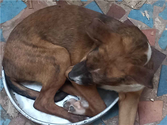 Cachorro cão para adoção Ambos Médio  2 a 6 meses 