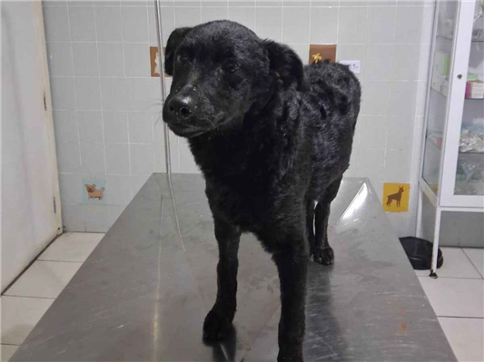 Cachorro cão para adoção Macho Médio  2 a 6 meses 
